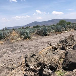 Meet your Posher, Ivan